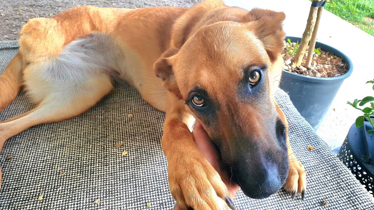 Sweetest 3-Legged Belgian Malinois Gets Abandoned By Owners Just When She Needed Them Most