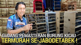 AWAL PUASA ! OBRAL CIBLEK PLECI CENDET SEMUA BURUNG MASTERAN BOWO MURAI JELAMBAR 1