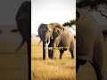 Why Do Elephants Never Forget? 🐘🧠 #ElephantFacts #LearnAboutAnimals #AnimalIntelligence #Wildlife