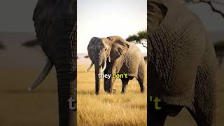 Why Do Elephants Never Forget? 🐘🧠 #ElephantFacts #LearnAboutAnimals #AnimalIntelligence #Wildlife