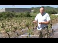 Ref:oCrunliuv7I Vignobles d�truits par la gr�l dans le var: reportage