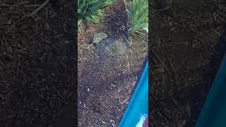 baby possum is back