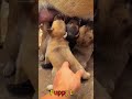 かわいい子犬の日常 #koreaPuppies #japanDogs