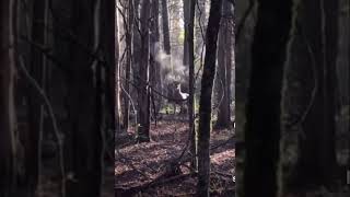 Download Lagu HUGE WHITETAIL Buck blowing smoke in the woods ( scary) MP3 Download Lagu HUGE WHITETAIL Buck blowing smoke in the woods ( scary) MP3