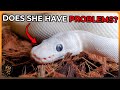 Beware these genetic defects in these ball python morphs