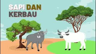 Kerbau dan Sapi