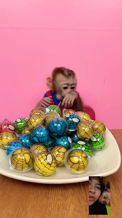 Monyet makan permen viral #funnykiki #monkey #funny #spidermonkey #candy #satisfying