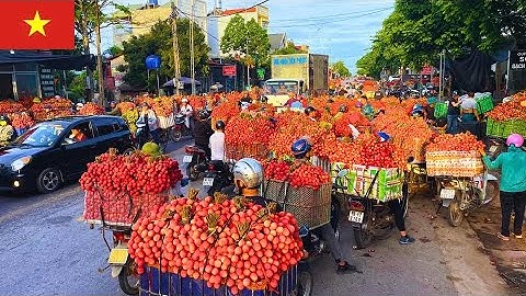 Chợ Vải 14/6/2025: Giá Vải Hôm Nay Tại Ngã 3 Kép, Hồng Giang, Lục Ngạn, Bắc Giang Việt Nam