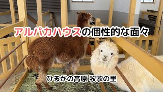 【牧歌の里】アルパカハウスの個性的な面々 / The unique individuals of the Alpaca House