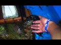 イシガメハムハム動画