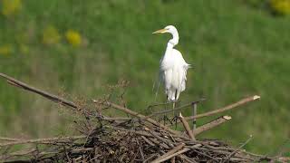 A North American Great Egret flies to the top of a northern USA Beaver lodge to rest and preen