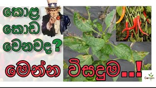 Miris kola koda wenawada - මිරිස් කොළ කොඩ වෙනවද