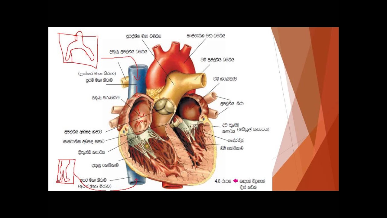 මිනිසාගේ රුධිර සංසරණ පද්ධතිය O/L sinhala science lesson - YouTube