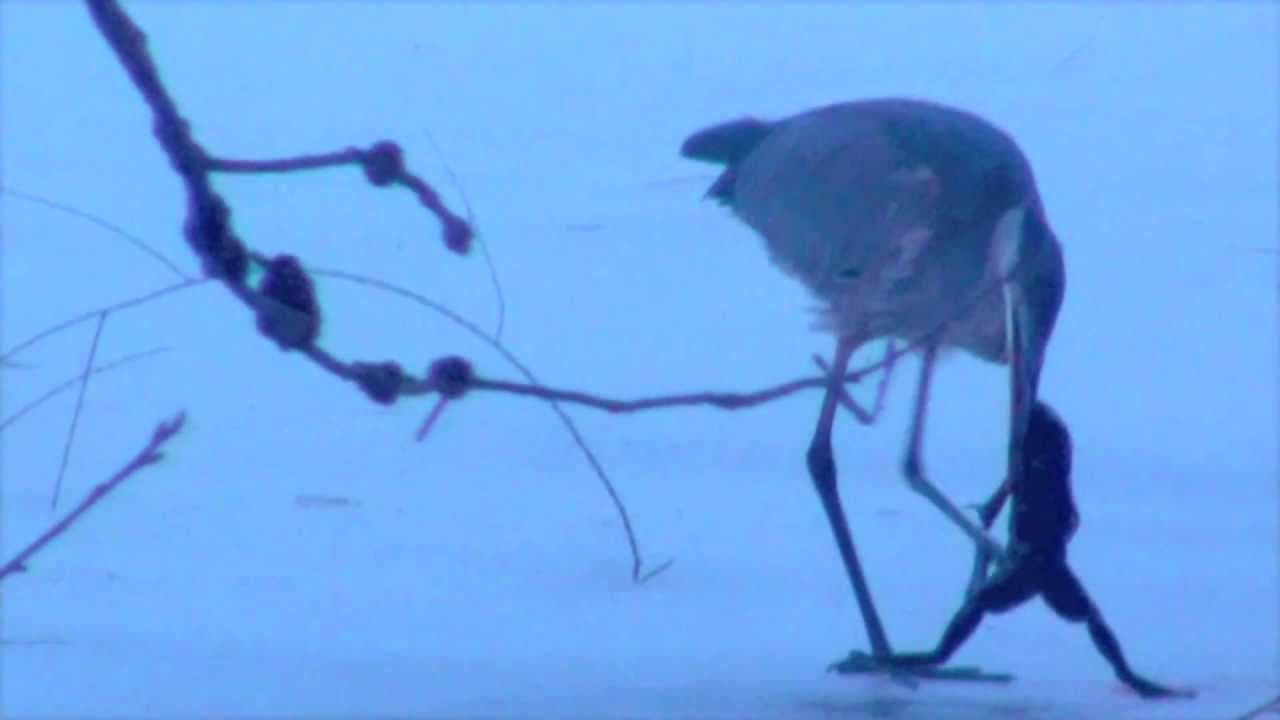 Blue Heron swallows 2 ft. Frog (1080HD) 
