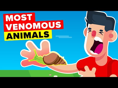 Most Venomous Animals In The World You Should Watch Out For!