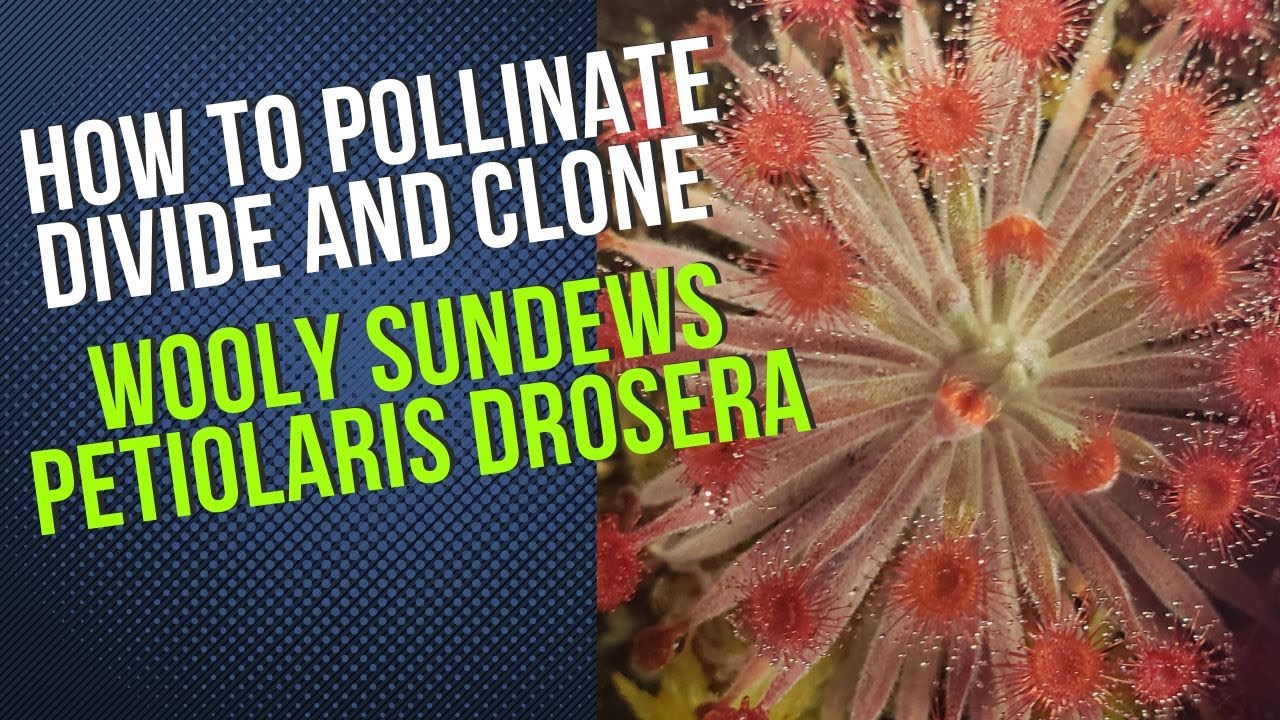 How To Pollinate, Divide, and Clone Petiolaris (Wooly) Sundew Carnivorous Plants