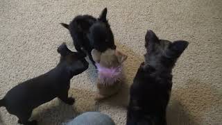Cherished Chihuahuas Marley pup 01 by FeedMyHeartWithLove Eph5 212 views 9 months ago 3 minutes, 52 seconds