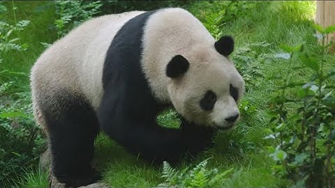 San Diego Zoo celebrates National Panda Day