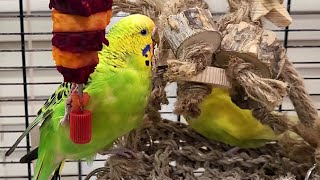 happy budgie sounds