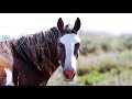 Wild Horses of Sand Wash Basin. Maybell, Colorado - August 2020