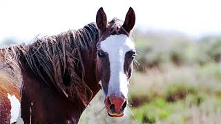 Wild Horses of Sand Wash Basin. Maybell, Colorado - August 2020