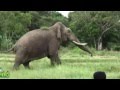 Injured Blind Tusker ( Part 1)