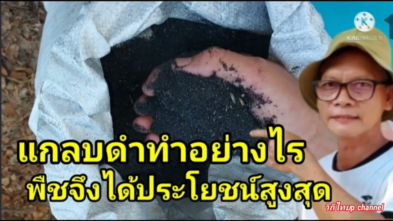แกลบดำต้องหมักก่อนใช้ พืชจึงจะได้ประโยชน์สูงสุด
