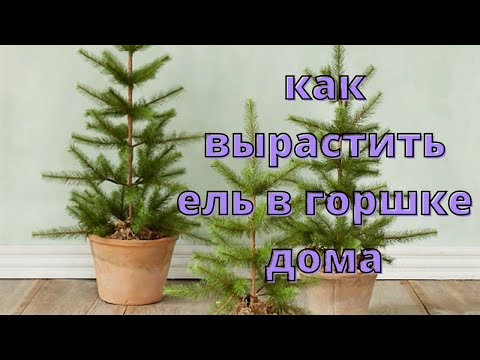 Как вырастить ель в горшке дома.