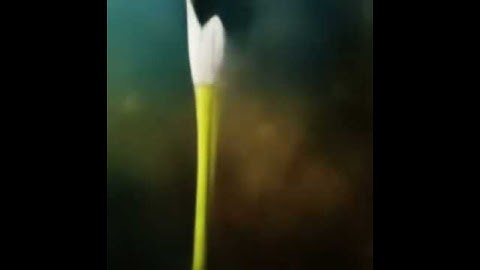 CLIP Guided Diffusion (Text-to-Image): pollinations. behance