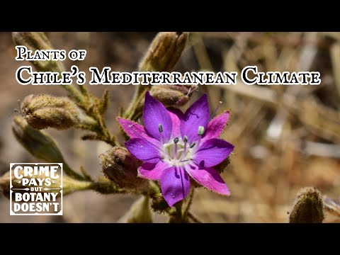 Parasitic Plants on