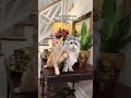 Doomscrollus interruptus #catreels #mainecoon #catlovers #orangecat #beautifulcats
