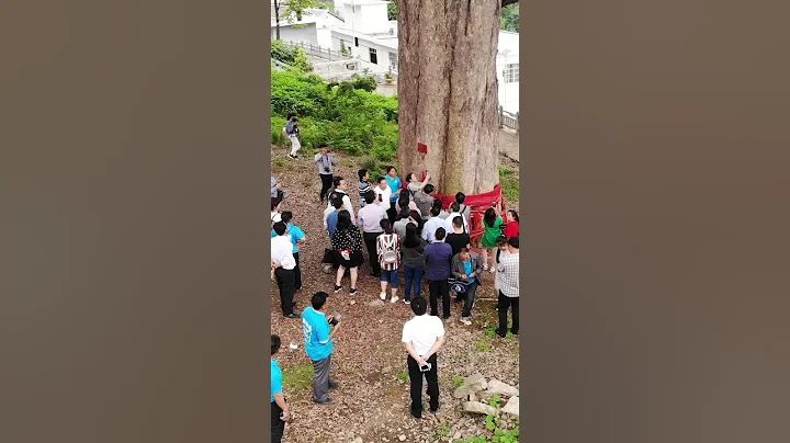 贵州思南县最大的千年金丝楠木王，当专家们看到这棵约1300多年的古树时，无不被它的雄伟壮丽所震惊，认为如此大的楠木在全国乃至世界都属罕见，是中国最大的楠木，可定格为“中国楠木王” - 天天要闻