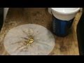 How to Recover Gold with A/P Acid peroxide method for gold fingers and gold plated boards easily.