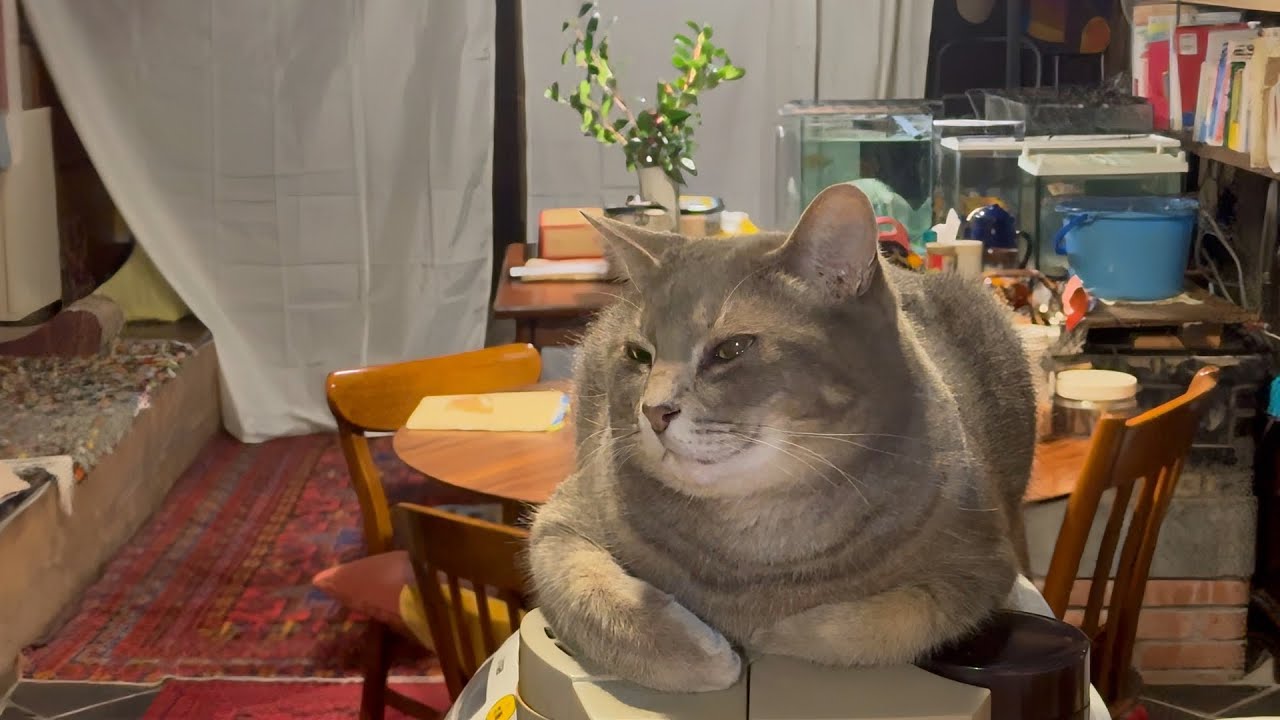 晩ごはんのあと..  おばあちゃんと土間でくつろいだり遊んだりして過ごす猫・・・