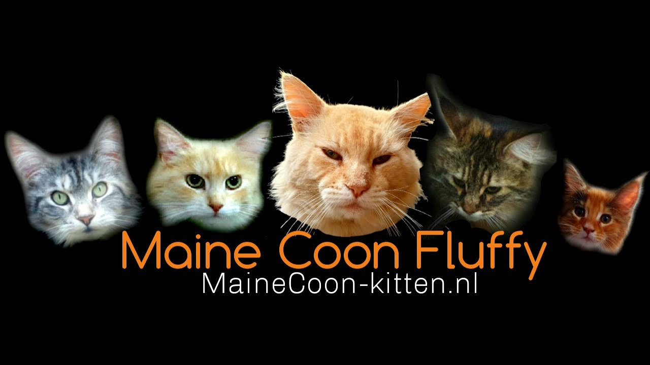 Maine Coon Kitten Maine Coon Fluffy
