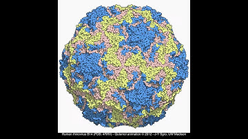 human rhinovirus B14 (4RHV)