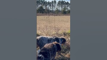 Hunting wirehaired pointing griffons have the quail locked in #wirehairedpointinggriffon