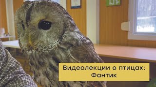 Видеолекции о птицах: Фантик 🦉