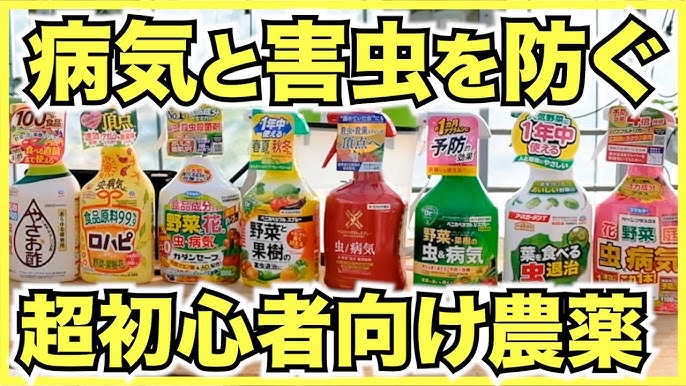 イチゴの病気と害虫対策を紹介 農薬以外のアザミウマ防除方法とモスバリアの実験結果 Youtube イチゴの病気と害虫対策を紹介 農薬以外のアザミウマ防除方法とモスバリアの実験結果 Youtube