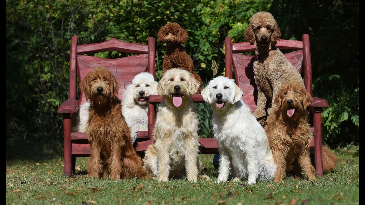 Light Of Eyes Labradoodle @ Duna TV