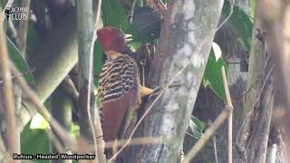 Rufous Headed Woodpecker