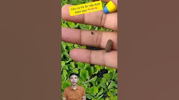 Độc lạ bình dương câu cá trê dưới bèo thủy sinh #caconvat #docla #fishing #betta