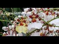 ORQUIDEA ONCIDIUM E SEUS HÍBRIDOS. SAIBA CULTIVAR E TER LINDAS FLORES.