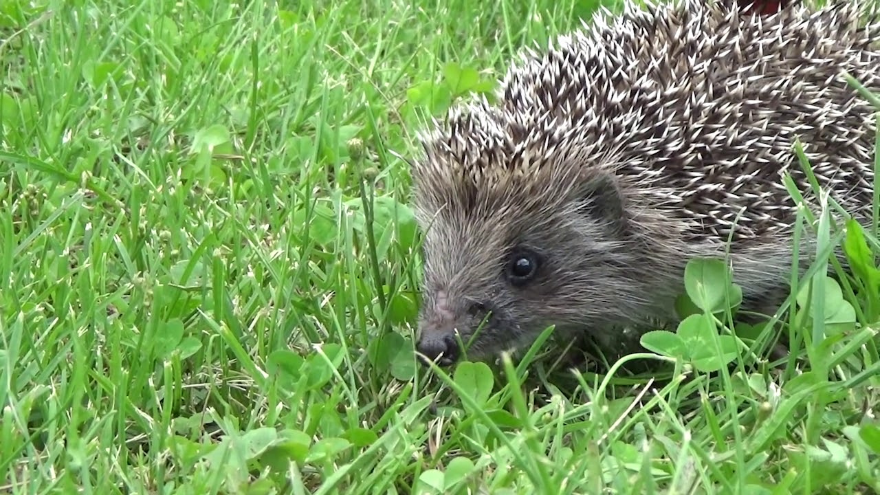 Egel | Natuurmonumenten