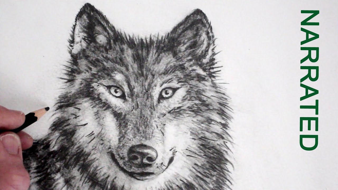 How to Draw a Realistic Wolf: Narrated - YouTube