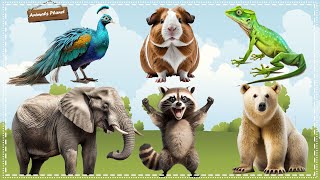 Cutest Animal Sounds Around the World: Peacock, Hamster, Iguana, Elephant, Raccoon, Polar bear
