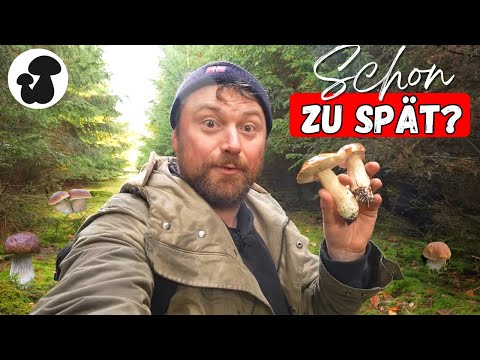 The last porcini mushrooms of the year – is it still worth searching for them?