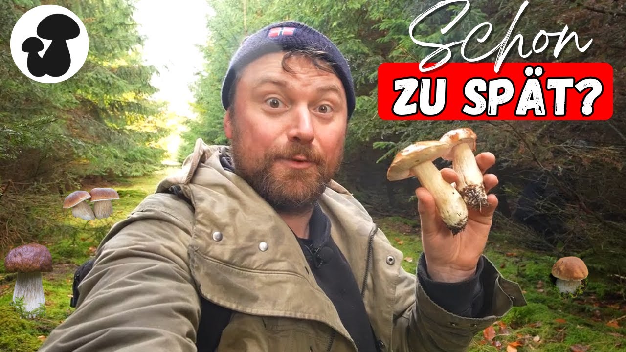 Die letzten Steinpilze des Jahres – lohnt sich das Suchen jetzt noch?