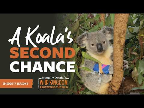 How Orphaned Baby Koalas Are Rescued and Returned to the Wild