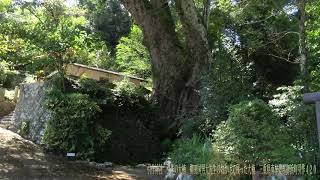 引作神社 引作の大楠 柳田国男大先生のおかげで残った大楠 三重県南牟婁郡御浜町引作420